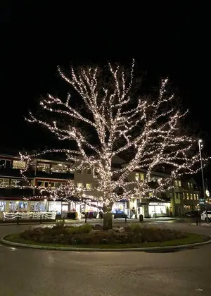 stort träd i Vaxholm med julbelysning