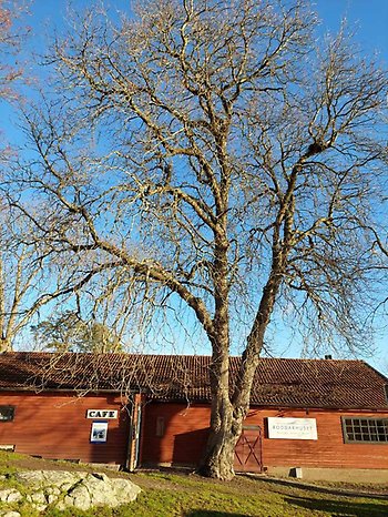 Kastanjeträd framför Roddarhuset i Vaxholm.