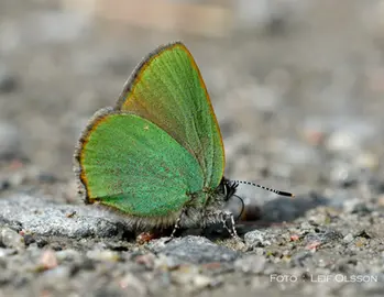 Grönsnabbvinge, en grön fjäril